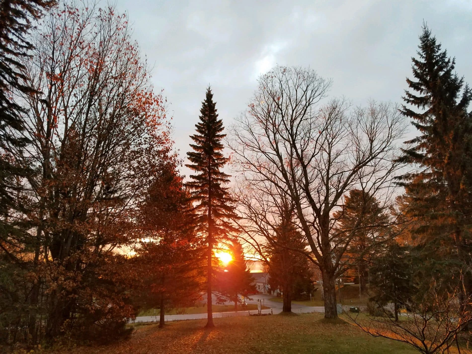 Pine trees and bare trees backlit by yellow and pink sunrise